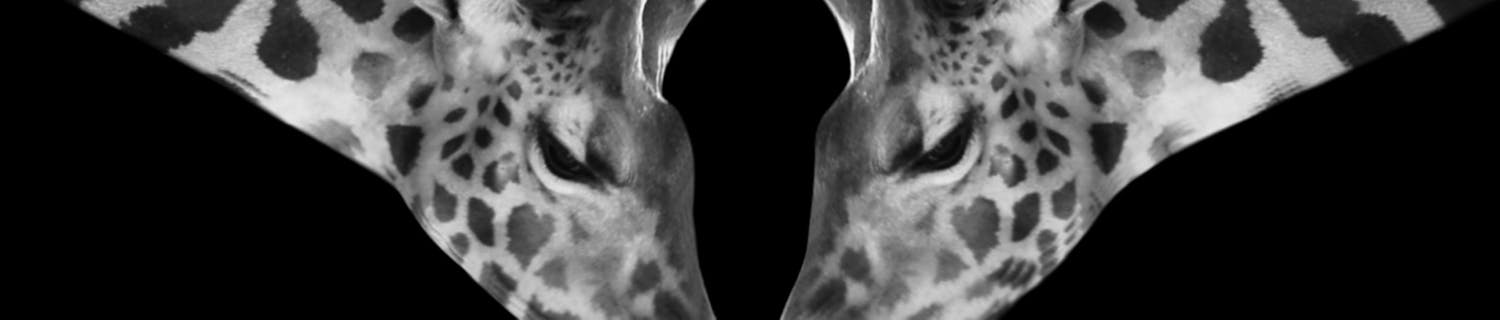 to giraffer stikker hovederne sammen